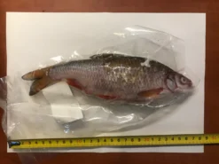 Grote Voorn Per Stuk