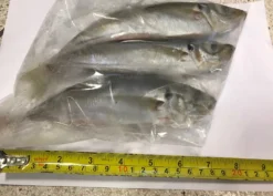 Horsmakrelen 3 Stuks