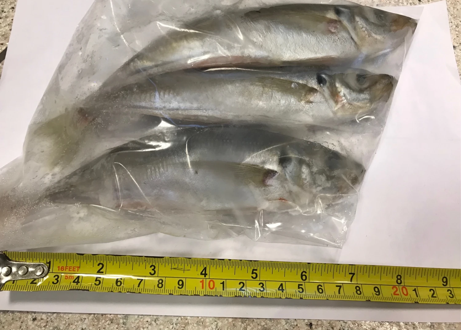 Horsmakrelen 3 Stuks 1 Horsmakrelen 3 Stuks